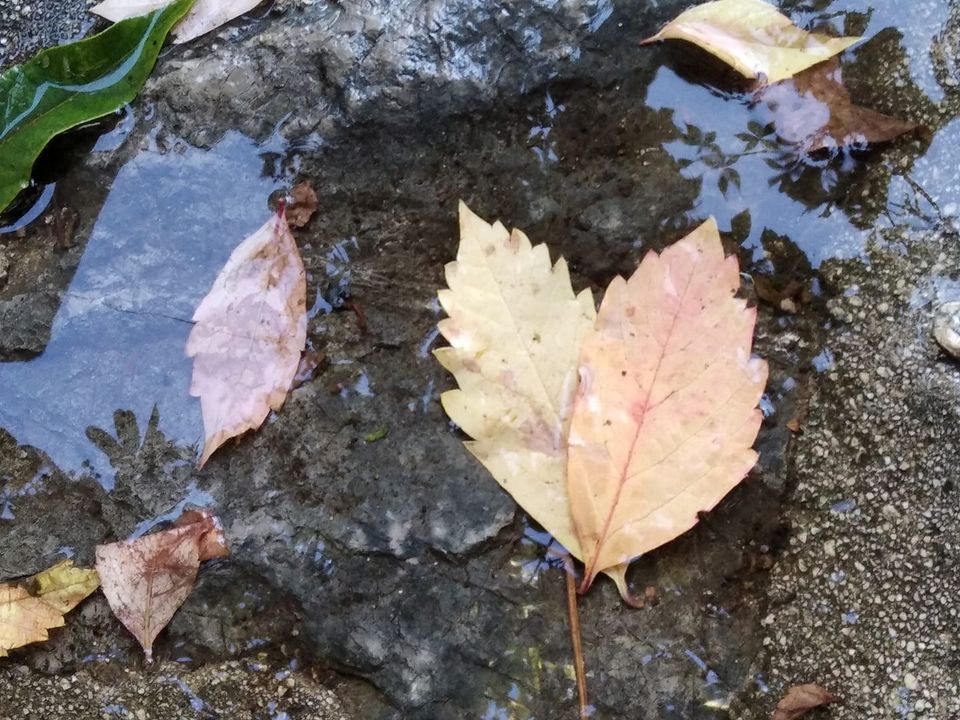 LEAFSOAKED IN THE RAIN